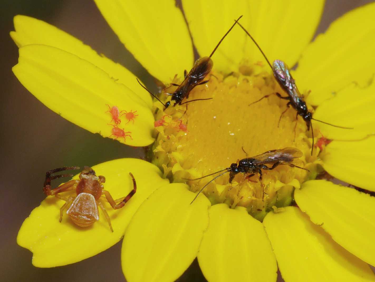 Braconidae  minuscoli sui fiori